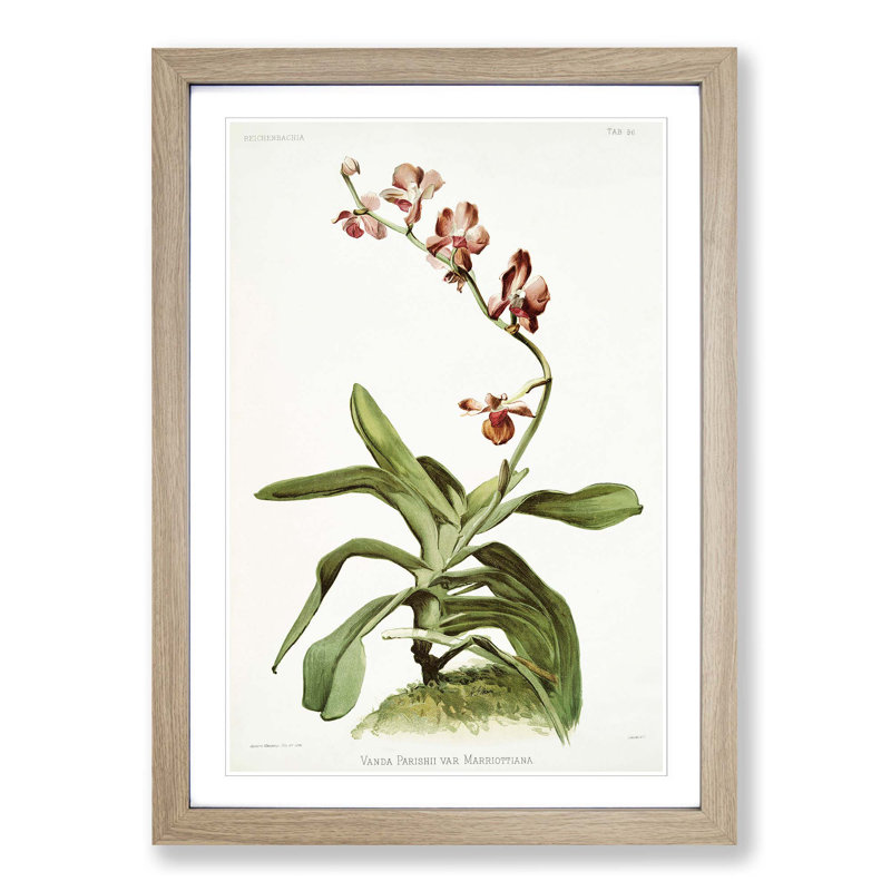 Magnolia Flowers Illustration Tab. 96 by Frederick Sander - Picture Frame Painting Print, 50cm H x 35cm W x 2cm D, Oak