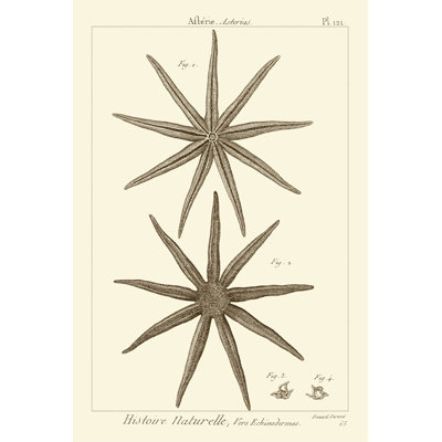 Striking Starfish III - Graphic Art