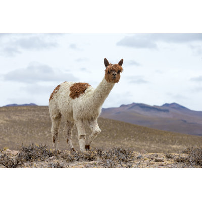 Llama In Andes by Pakhnyushchyy - Wrapped Canvas Print
