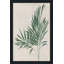 «Palm Botanical IV» par Julia Purinton - impression-65863360-65863365