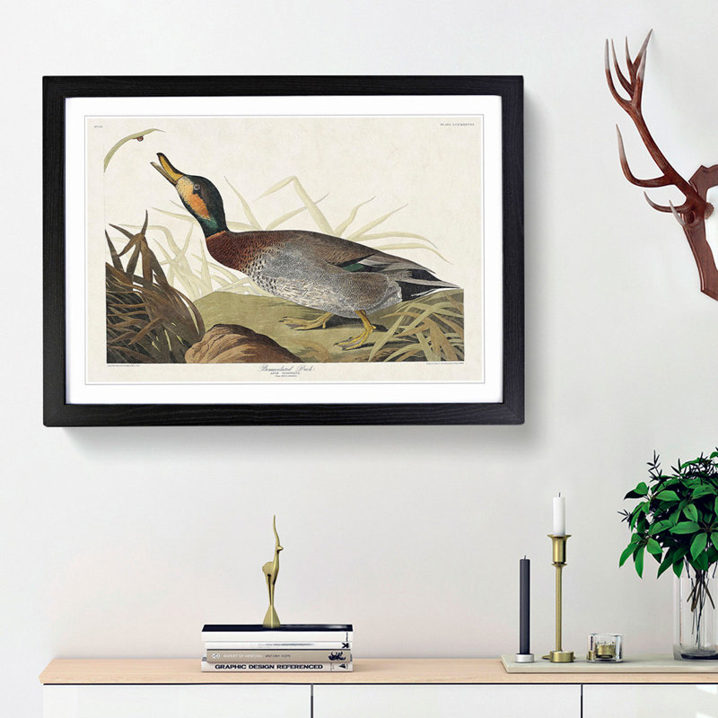 Bemaculated Duck by John Audubon - Single Picture Frame Painting, 24cm H x 33cm W x 2cm D, Black Framed
