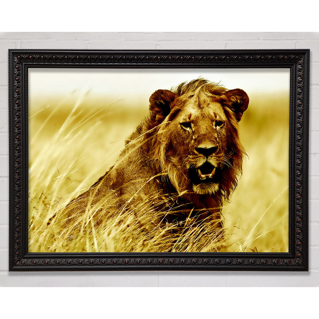 Lion Watching Out For Dinner - Einzelner Bilderrahmen Kunstdrucke