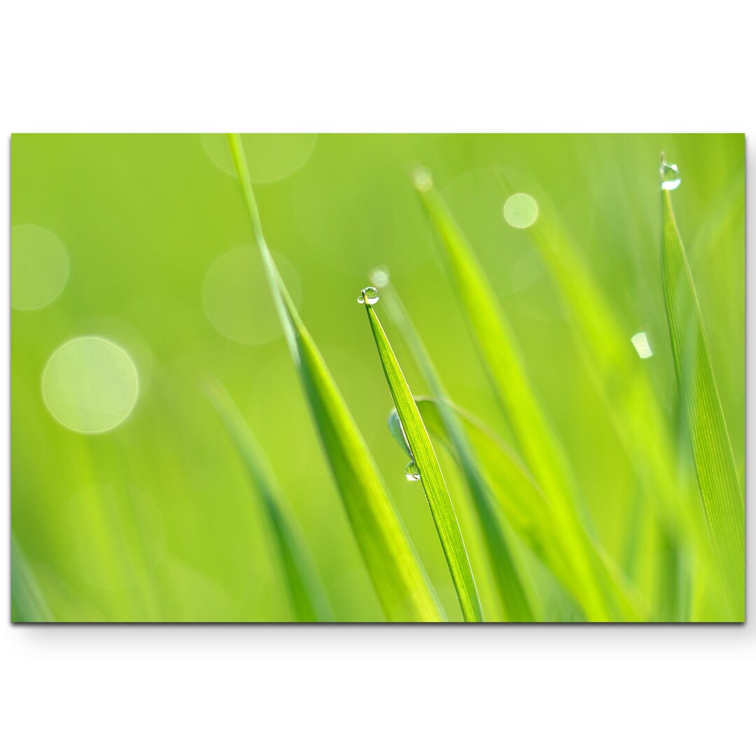 Leinwandbild Grass mit Tau – Nahaufnahme