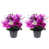 Purple Peony & Foxtail / Set of 2