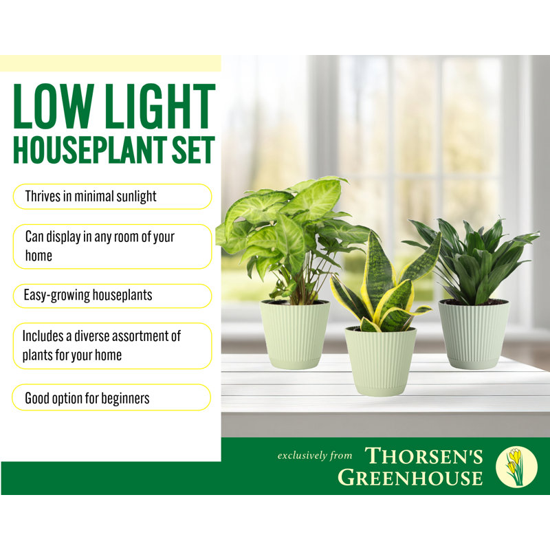 Live Low Light Houseplant Set, Sage
