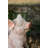 Smiling Pig W/Wings Sitting