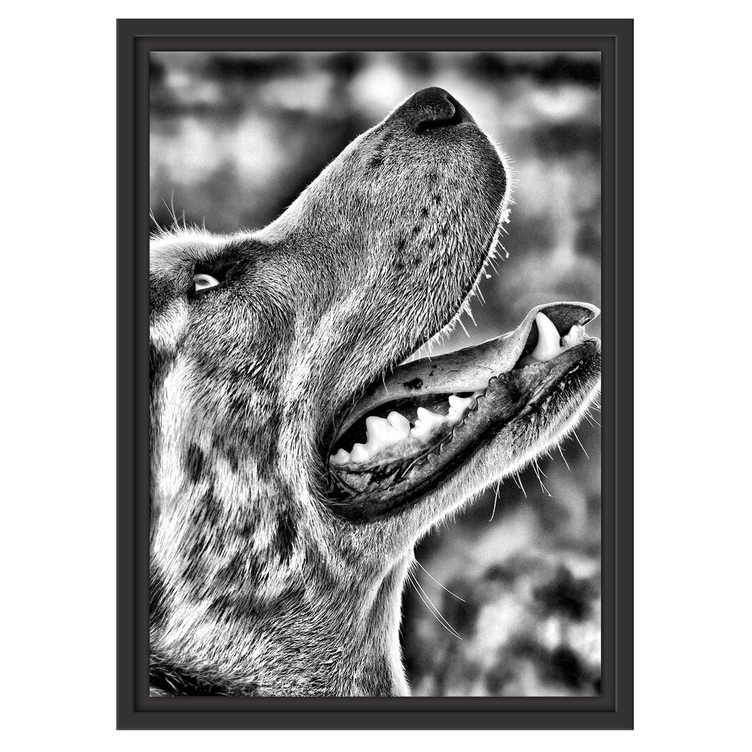 Gerahmtes Wandbild Husky von der Seite