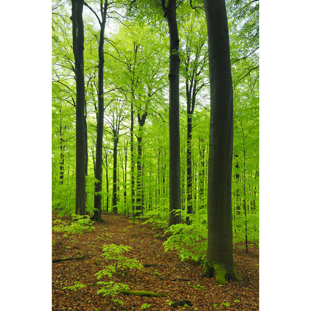 Üppiger Wald mit riesigen Buchen im Frühling