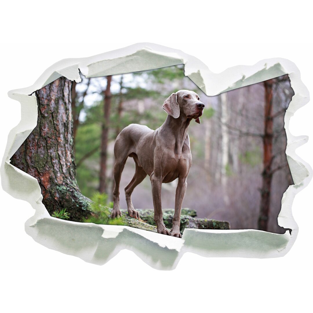 Edler Weimaraner im Wald Wandaufkleber