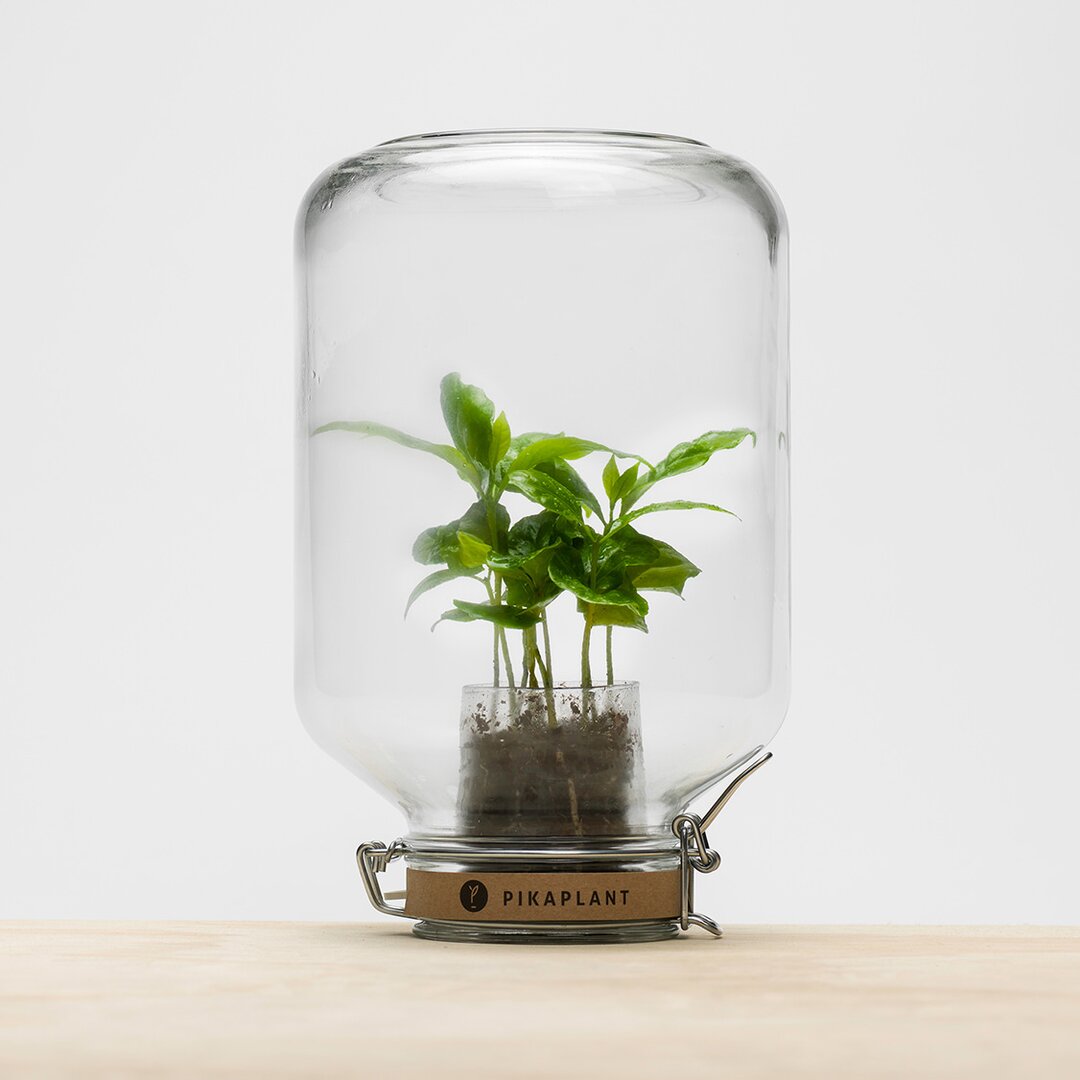 Terrarium-Topf mit Bewässerungssystem