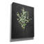 Art mural sur toile Epic Graffiti «Gentle Eucalyptus On Black» par Mercedes Lopez Charro-102451362