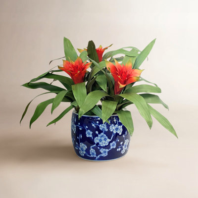 Arrangement in Vase