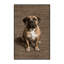  Tapis napolitain lavable pour chien-2124291649