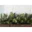 Guirlande Norwood-813554534-891719335