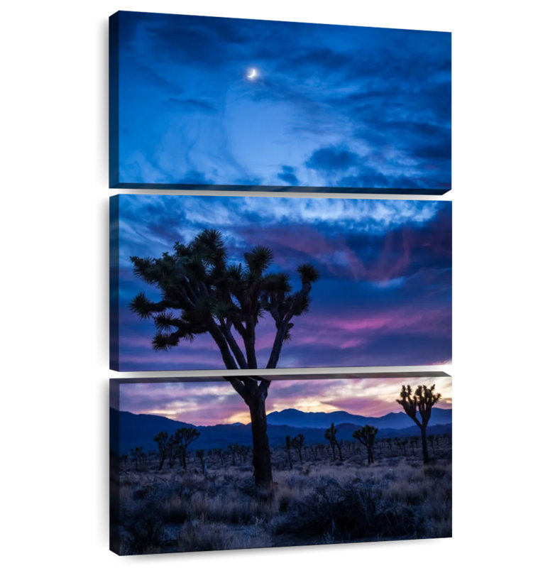 Masam Joshua Tree Park At Night