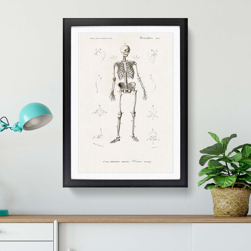 Human Skeleton by Charles dOrbigny - Framed Print, Black Framed, 48cm H x 36cm W x 2cm D