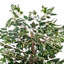 Série de ficus artificiels panachés-1288919189