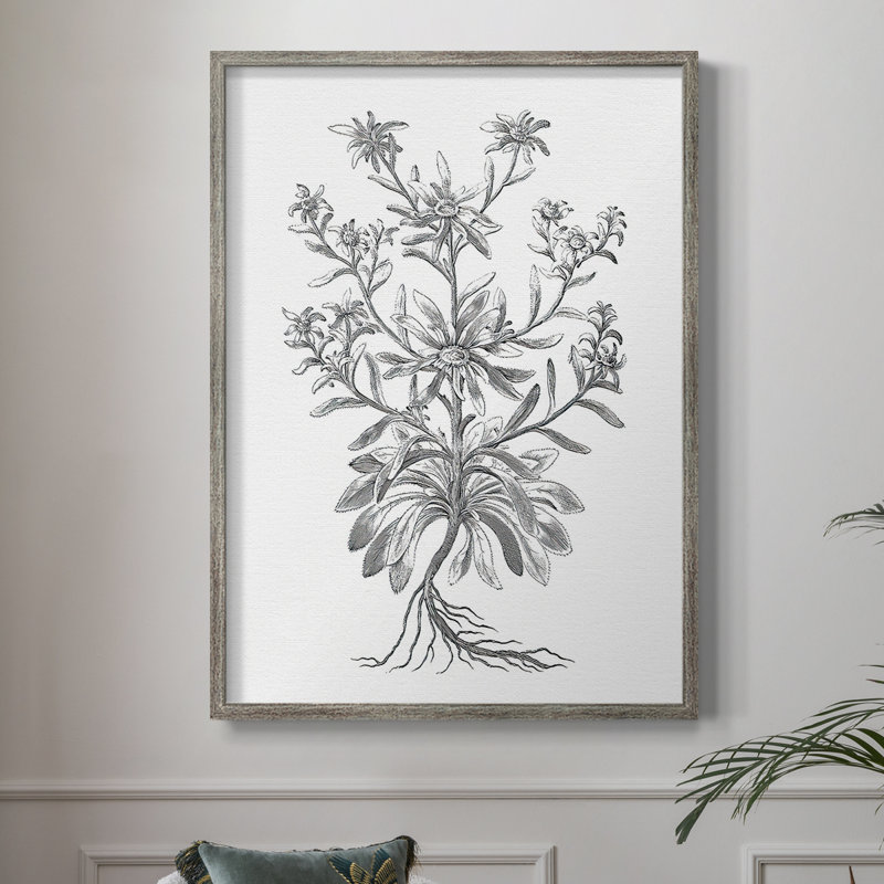 «B&W Plant Speciment VI», reproduction encadrée - bois massif, H 15 po x l 12 po