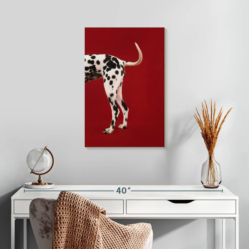 Queue dalmatienne, H 24 po x l 16 po