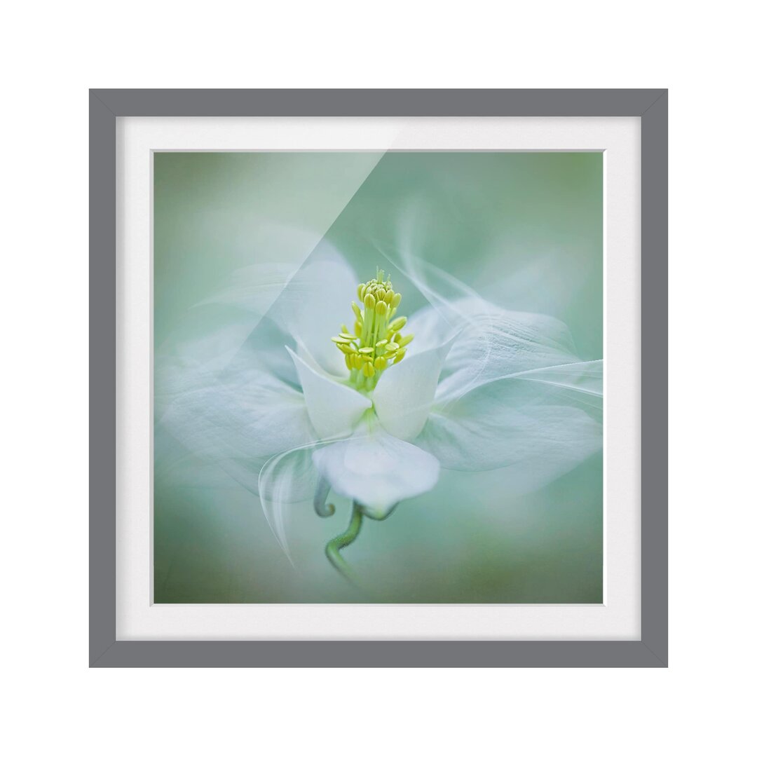 Gerahmter Fotodruck White Columbine