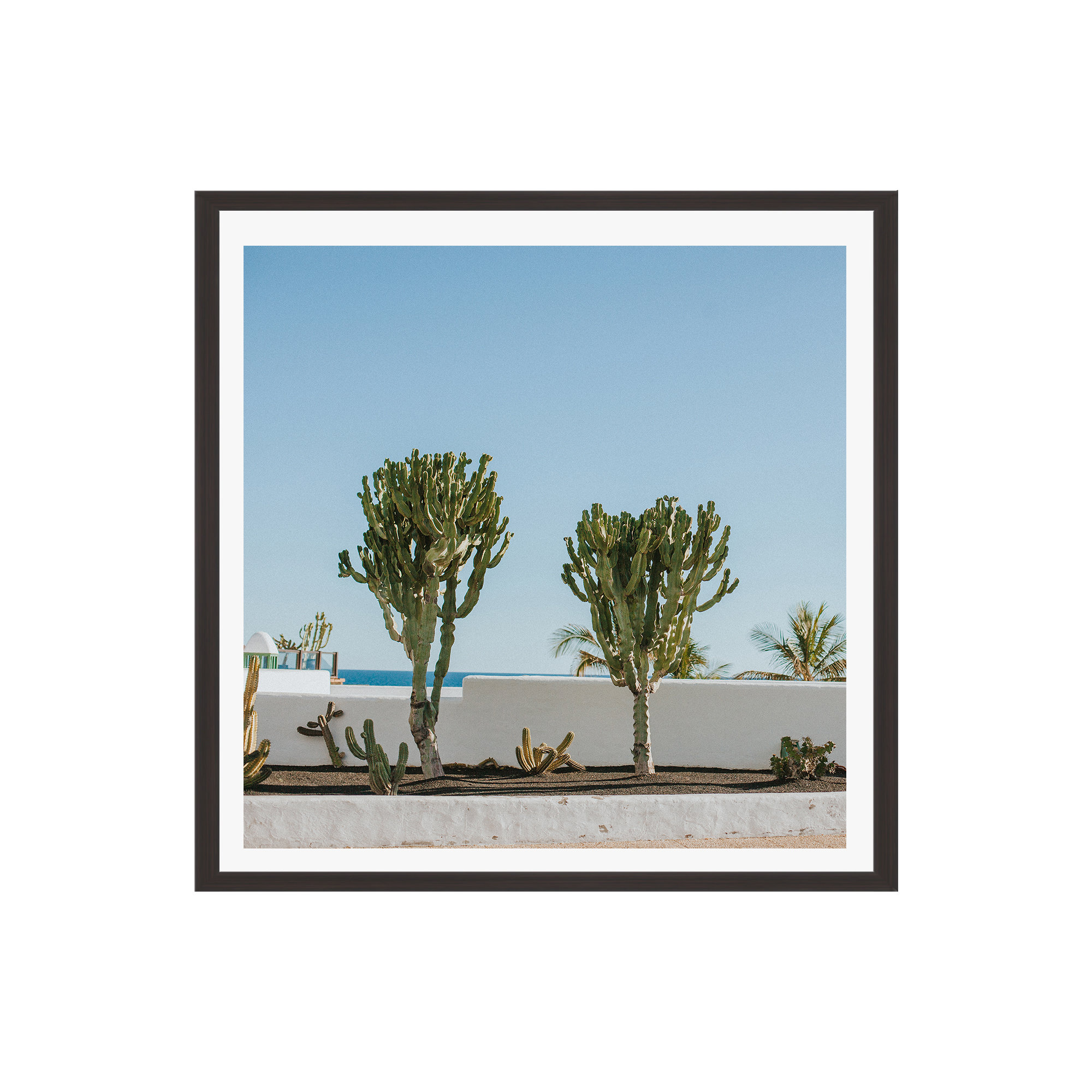 Hello Twiggs Three Cactus by Claudia Casal, 12" H x 12" W x 2" D, Espresso Floater Framed, No