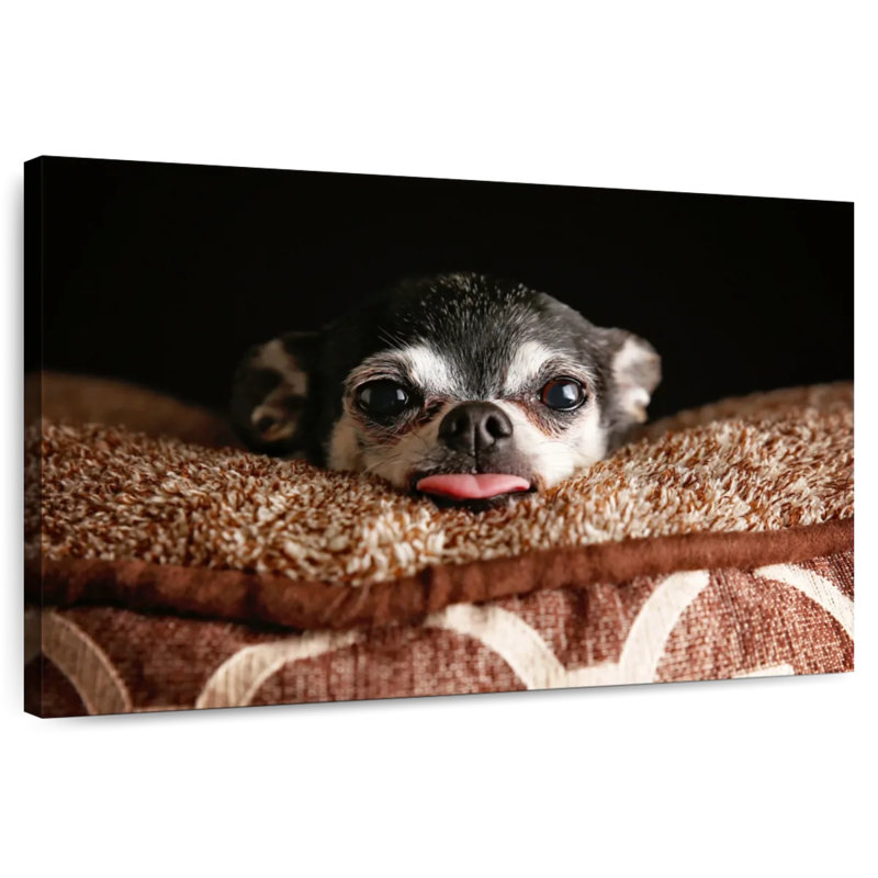 Chihuahua Brampt ludique, H 24 po x l 36 po