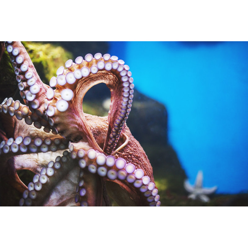 Octopus Underwater In Aquarium by JulPo - No Frame Print on Canvas, 81cm H x 122cm W