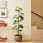 TREE MONSTERA GROWER 5FT