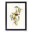 White-Blumed Honeyeater by Elizabeth Gould - Picture Frame Painting Print-55611898-55611897