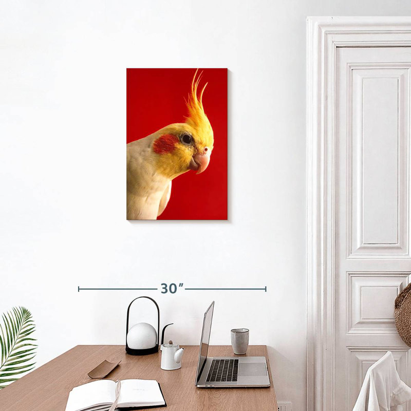 Brampt Lutino Cockatiel, 24" H x 16" W