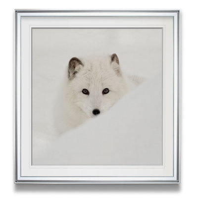 " Arctic Fox "