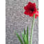Floral Wallpaper Double Roll-67395499