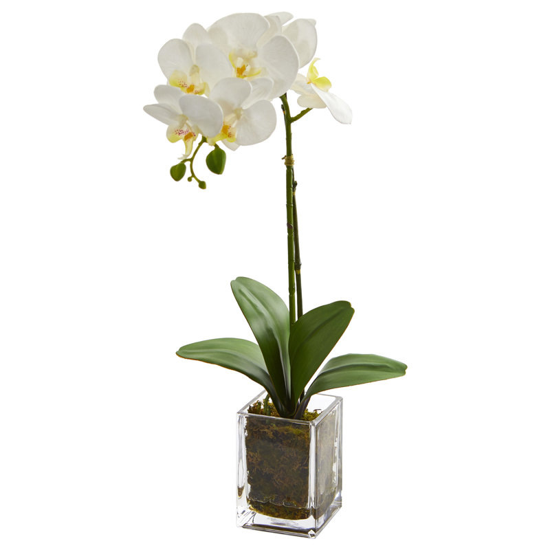Arrangement floral orchidée dans un vase, Crème