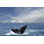 Antarctique à queue par Oversnap