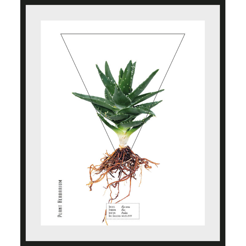 Plant - Single Picture Frame Print