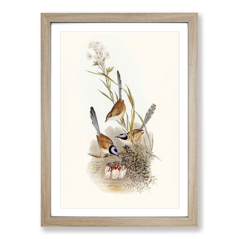 Crowned Wrens by Elizabeth Gould - Picture Frame Painting Print, 48cm H x 36cm W x 2cm D, Oak Framed