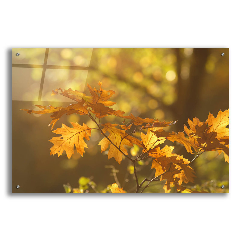 «Autumn Light» par Roeselien Raimond, art mural en verre acrylique épique, 36 po x 24 po