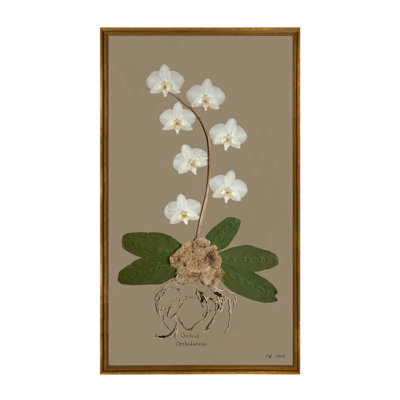 White Orchid on Brown Framed Print