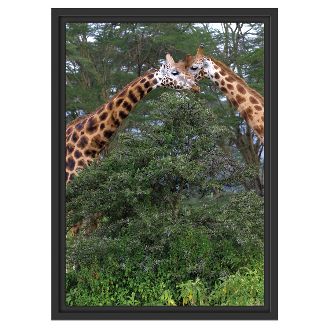 Gerahmtes Wandbild Giraffenpaar in der Savanne