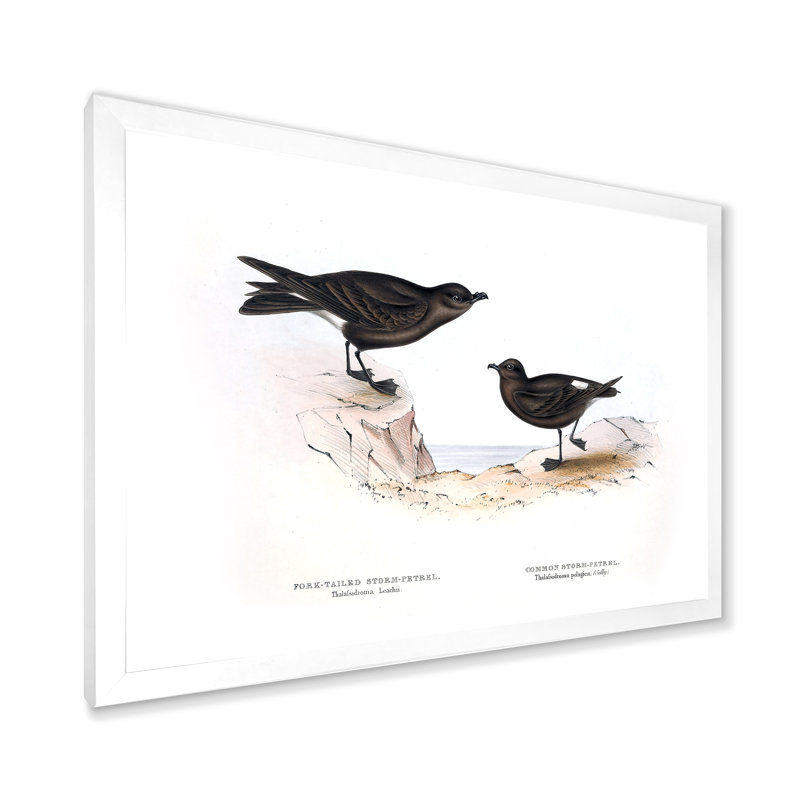 Oiseau rétro de l'Europe III - peinture sur toile, H 12 po x l 20 po x p 1 po, Cadre photo blanc
