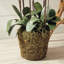 Evan Orchids Arrangement-20210602