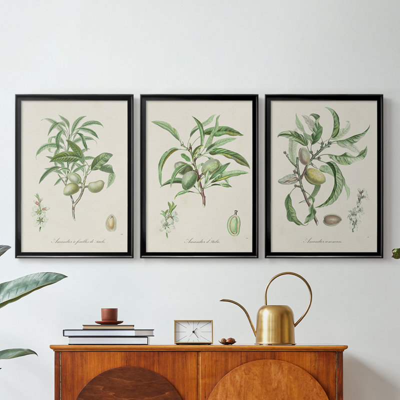 Antique Ammond Botanical II - Toile tendue avec châssis sur mesure - 3 pièces, H 21 po x l 30 po, Noir