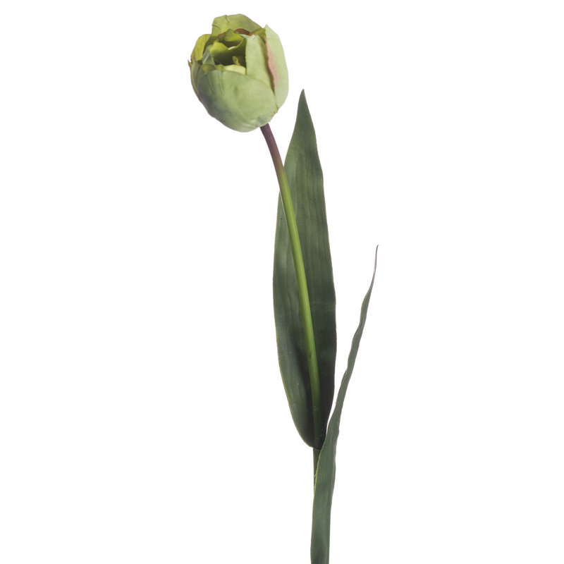 Anastasija Arrangement