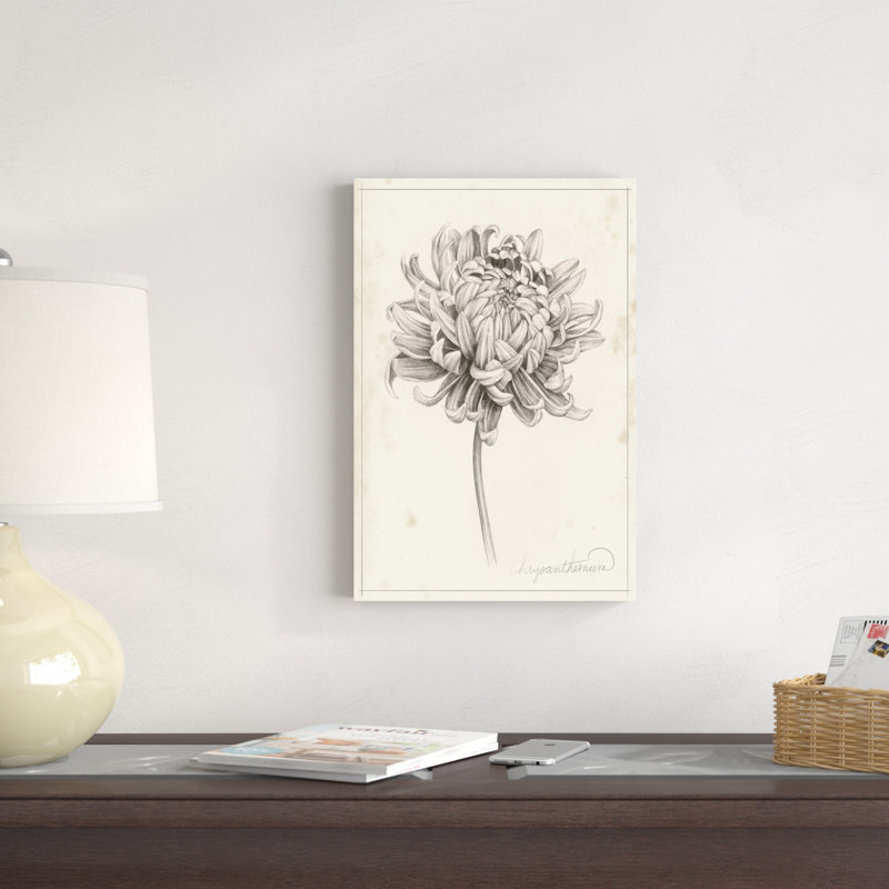 Graphite Chrysanthemum Study I, H 18 po x l 12 po x P 1,25 po