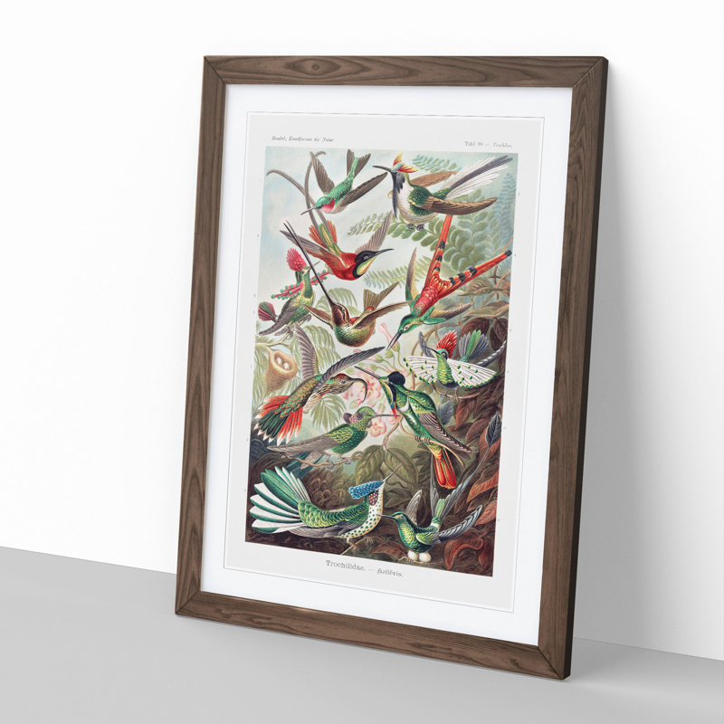 Study of Kingfisher Birds by Ernst Haeckel - Picture Frame Painting, 36cm H x 27cm W x 2cm D, Walnut Framed