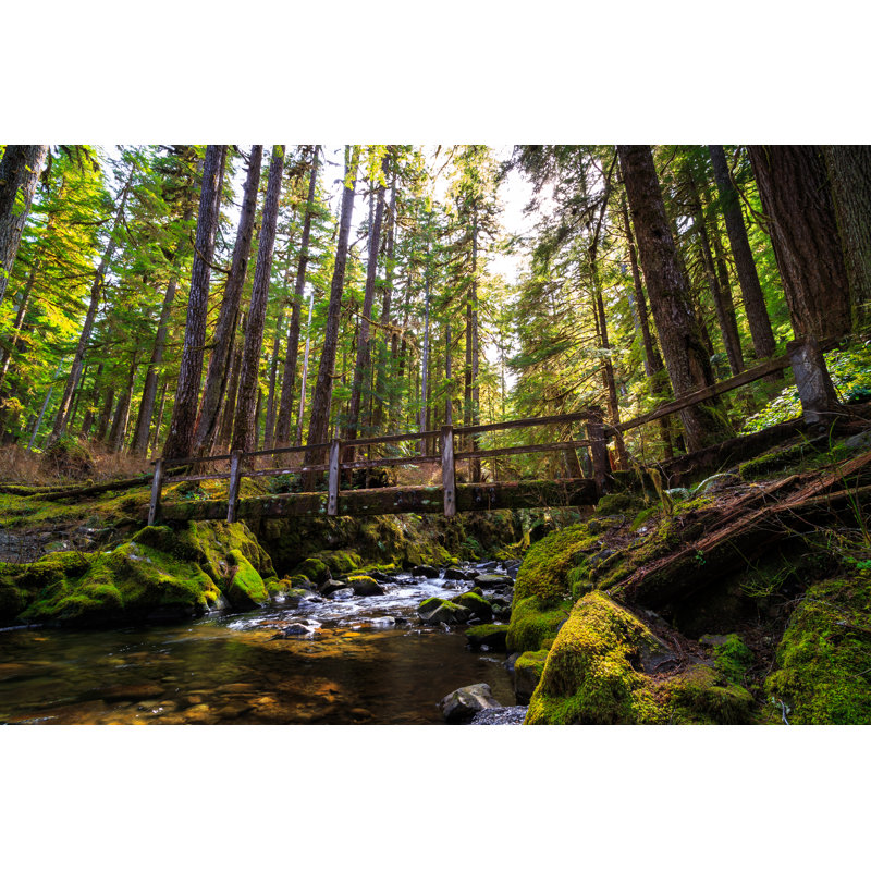 Preisser Sol duc sauvage au parc national olympique, H 20 po x l 30 po