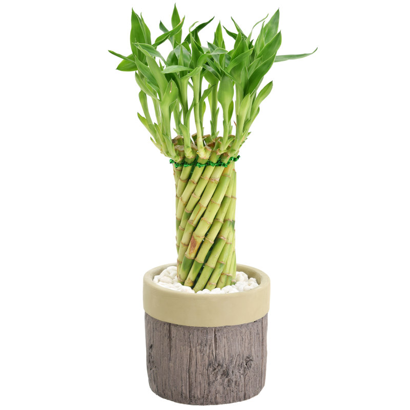 Elegant Tornado Lucky Bamboo in White Ceramic Planter, 13-15" Height