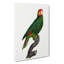 Amazon Parrot by F. Levaillant - Wrapped Canvas-55324102