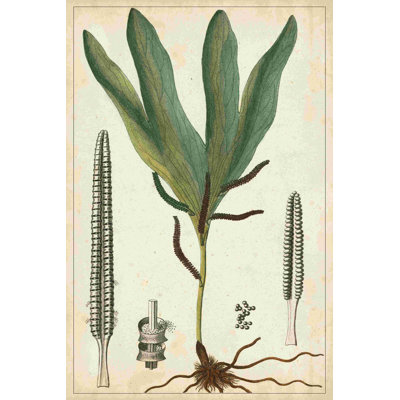" Foliage Botanique II " by Turpin