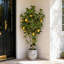 150cm Plant